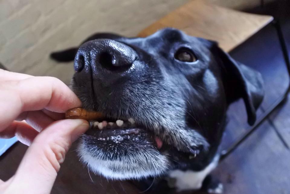 Eating your own dog food I.T. Alliance Resourcing Services