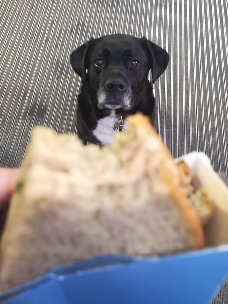 Eating your own dog food I.T. Alliance Resourcing Services